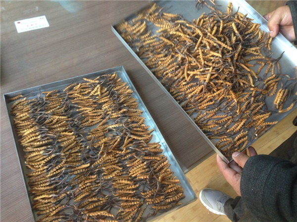 哪些因素會(huì)影響冷凍干燥機(jī)的制冷量？